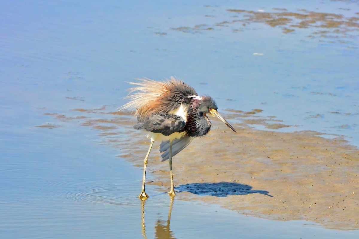 Tricolored Heron - ML620667257