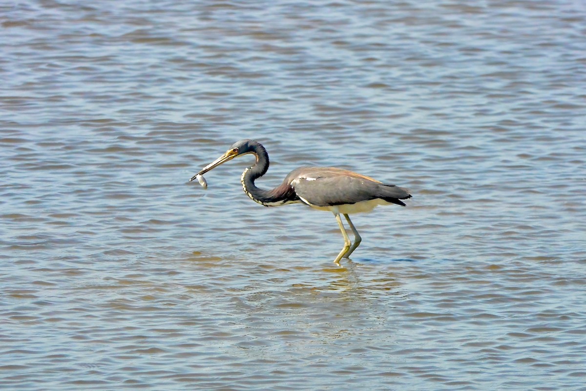 Tricolored Heron - ML620667264