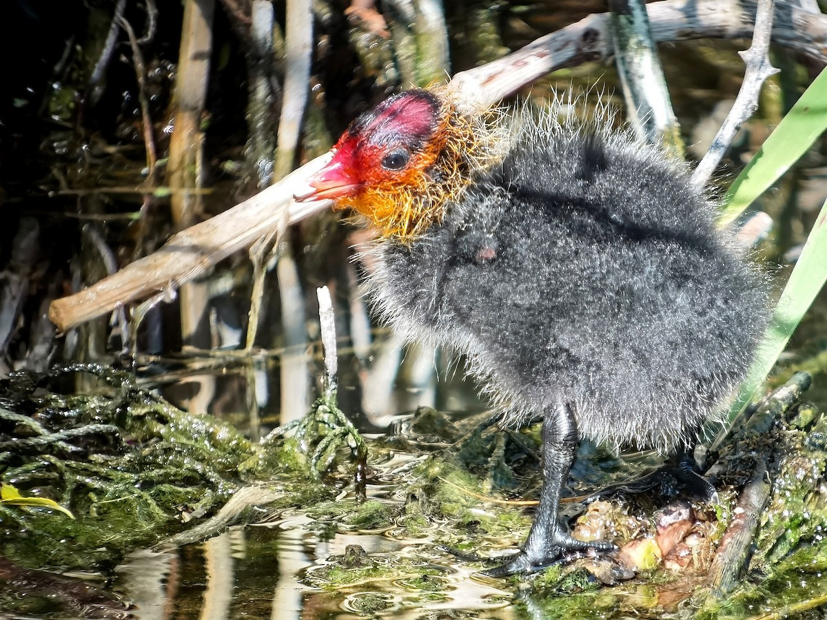 Eurasian Coot - ML620667266