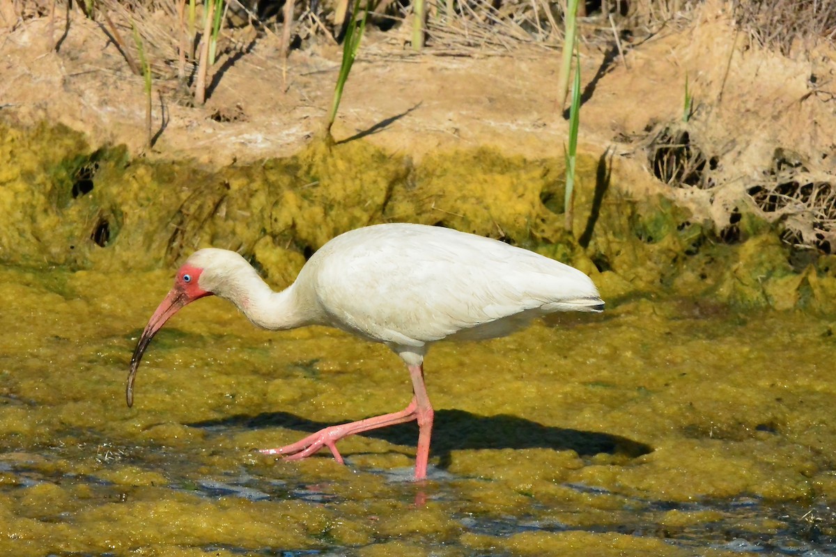 White Ibis - ML620667269