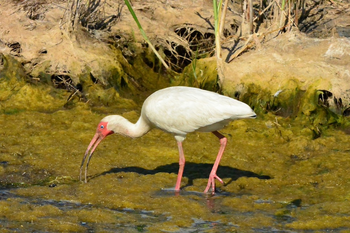 ibis bílý - ML620667270