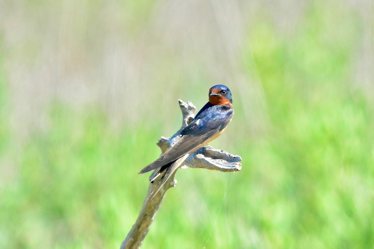 Barn Swallow - ML620667271