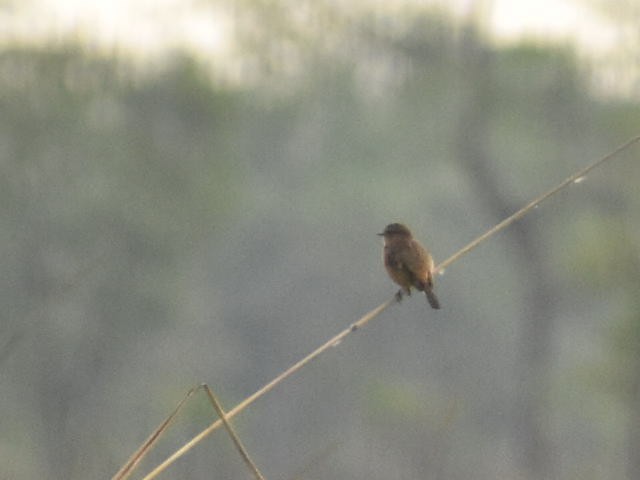 Cisticole à couronne dorée - ML620667272