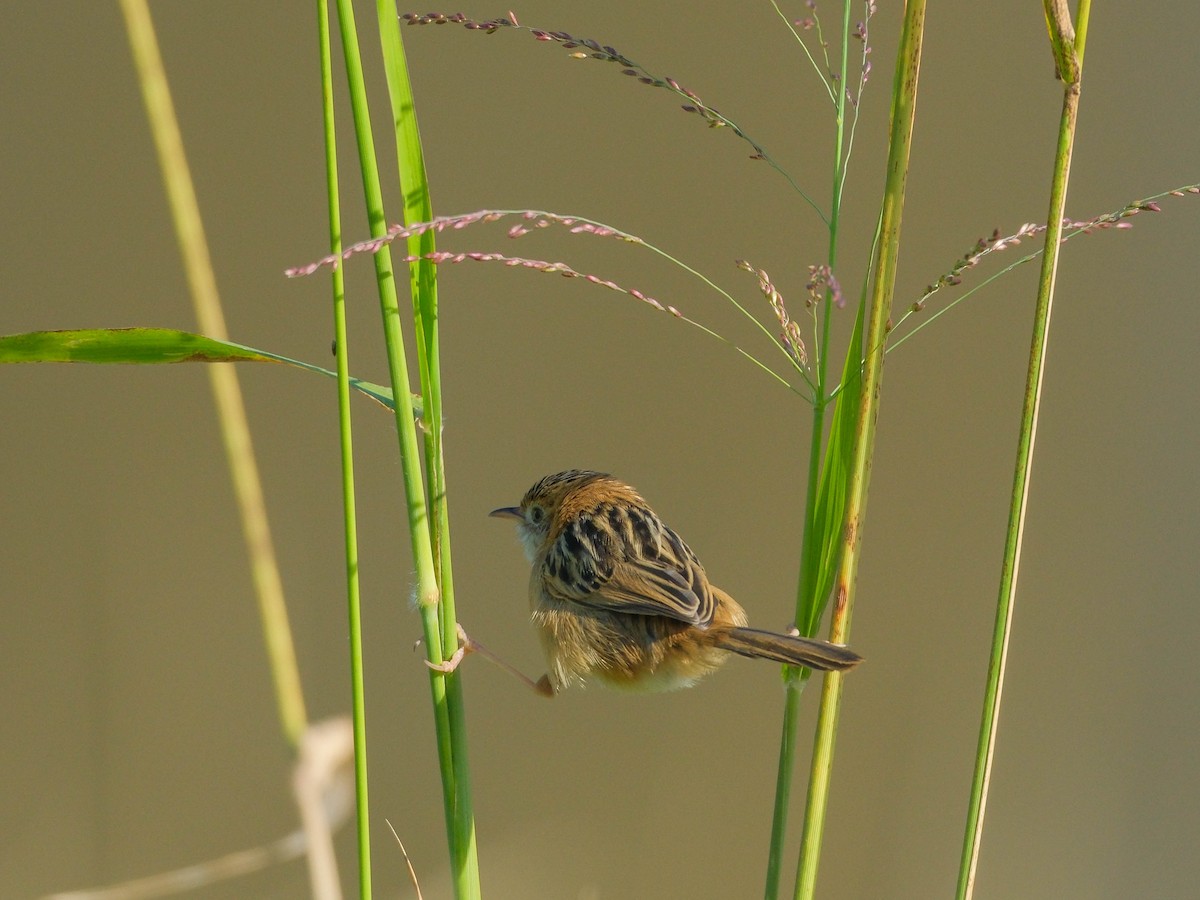 Golden-headed Cisticola - ML620667279