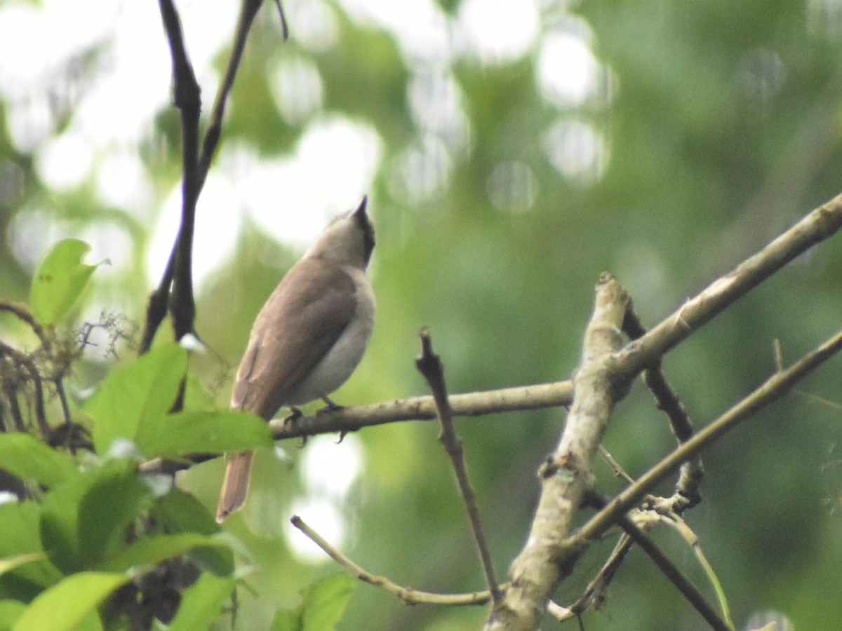 Large Woodshrike - ML620667286