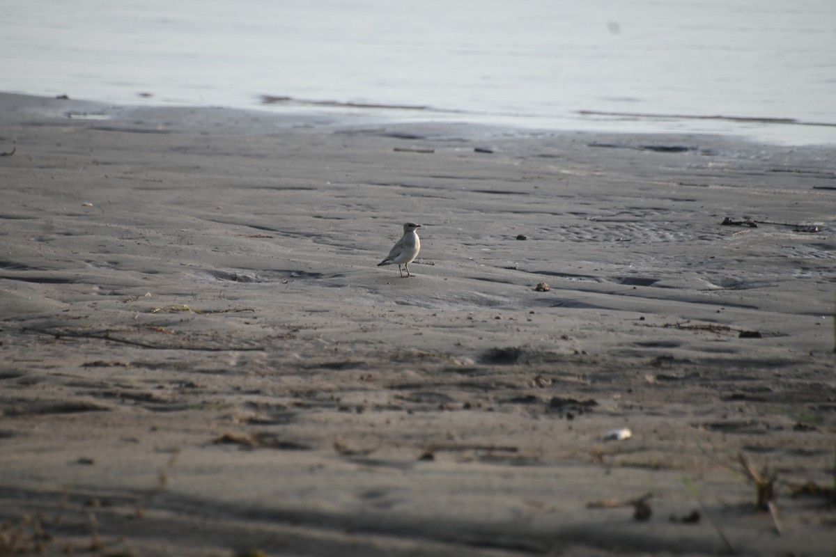 Oriental Pratincole - ML620667287