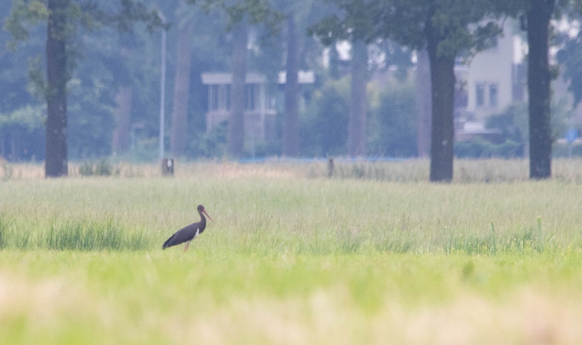 Black Stork - ML620667289