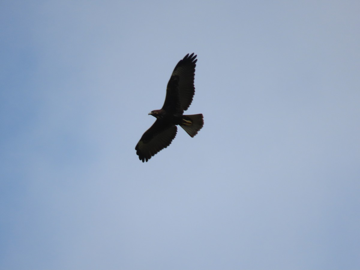 White-tailed Hawk - ML620667295