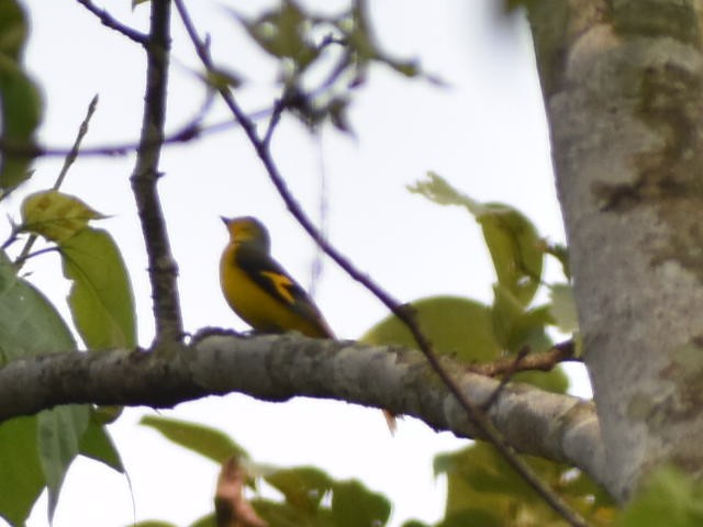 Minivet Rosado - ML620667298