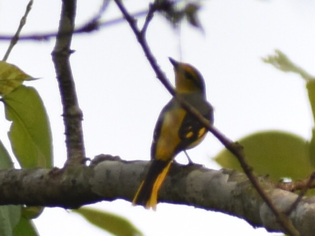 Pembe Minivet - ML620667300