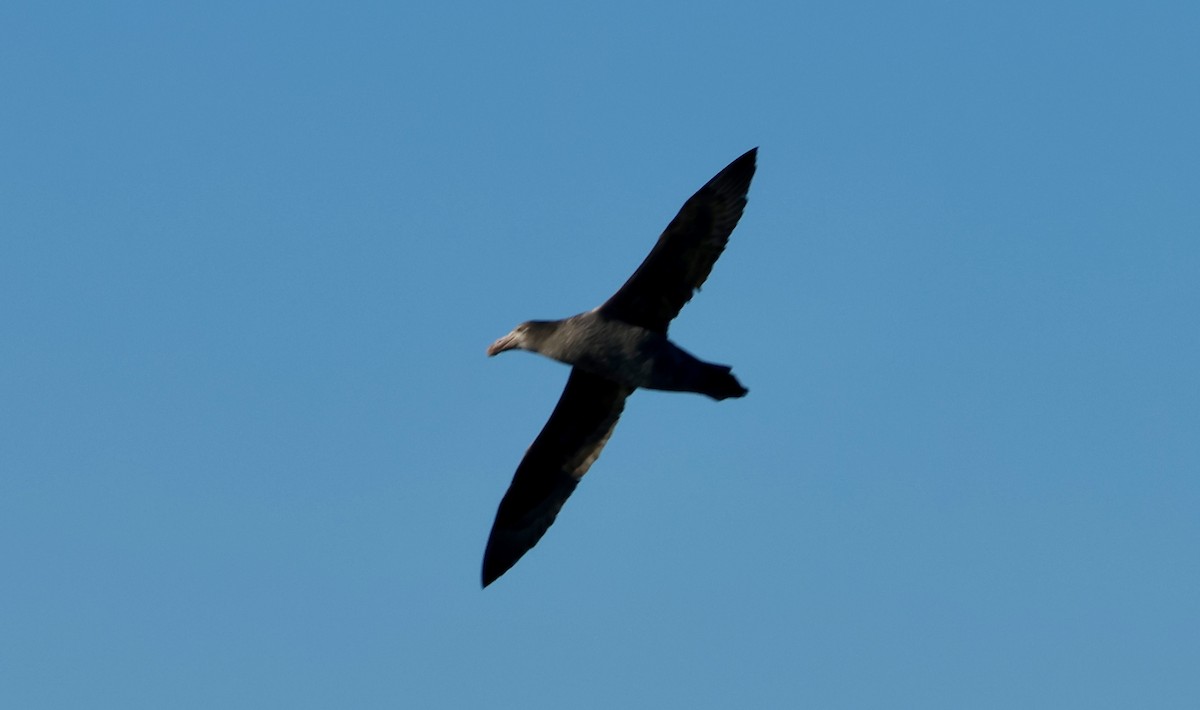 Northern Giant-Petrel - ML620667302