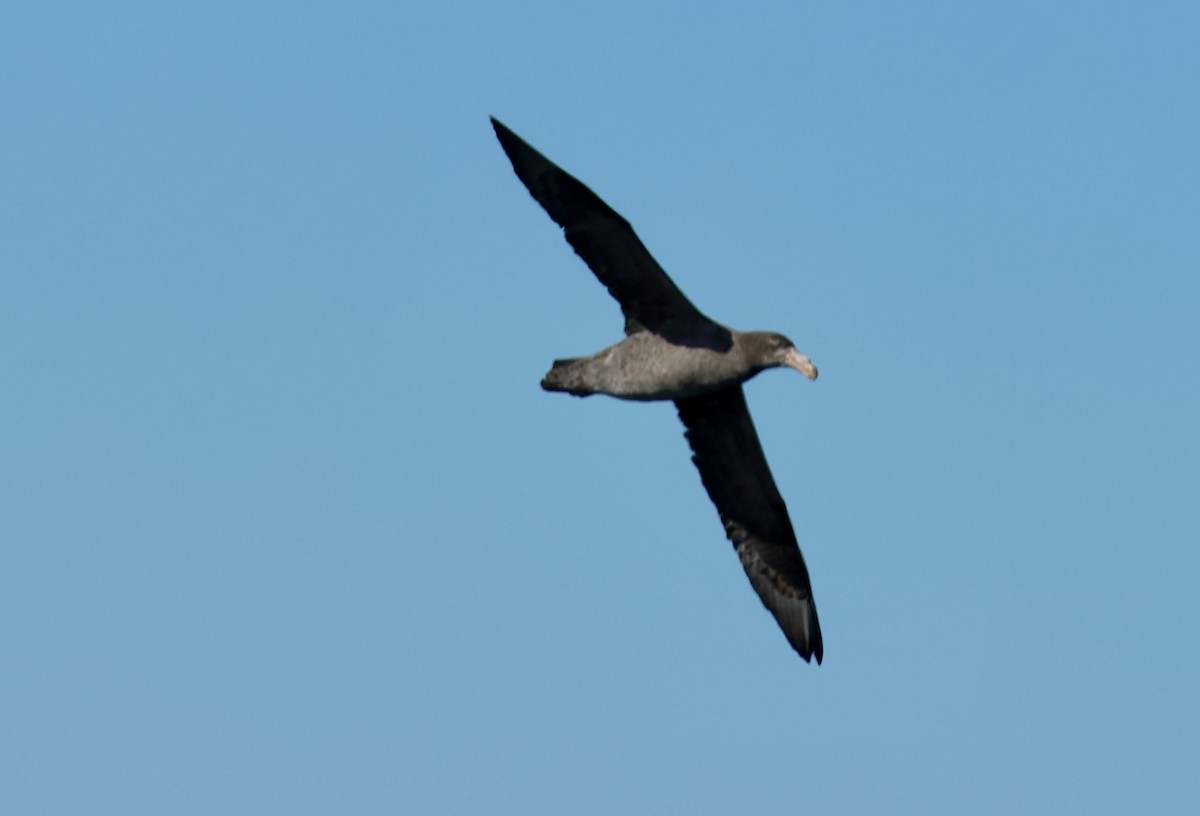 Northern Giant-Petrel - Kerr Brad