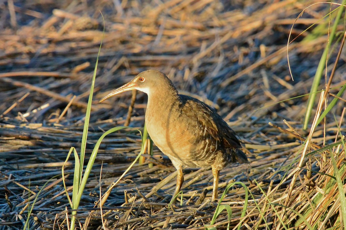 Clapper Rail - ML620667304