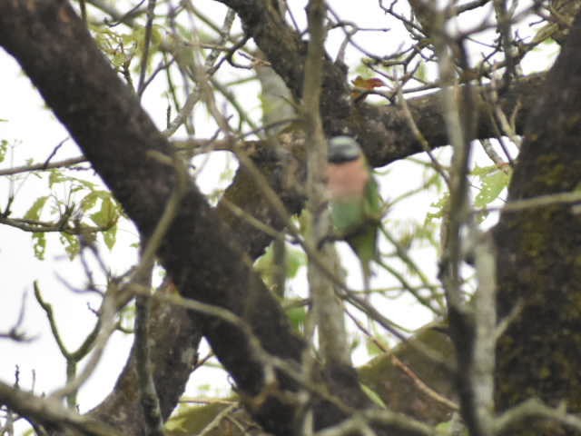 Red-breasted Parakeet - ML620667307