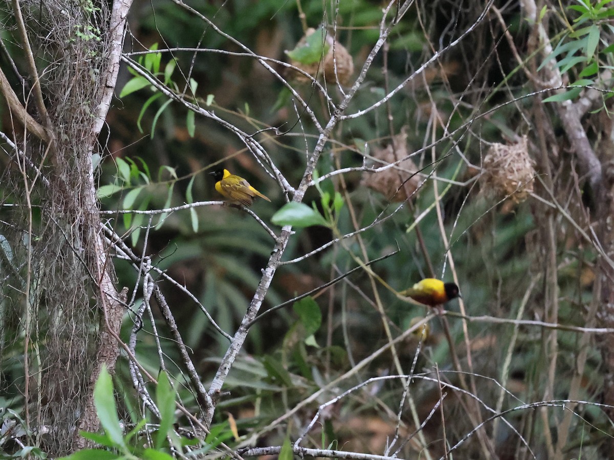 Black-headed Weaver - ML620667312