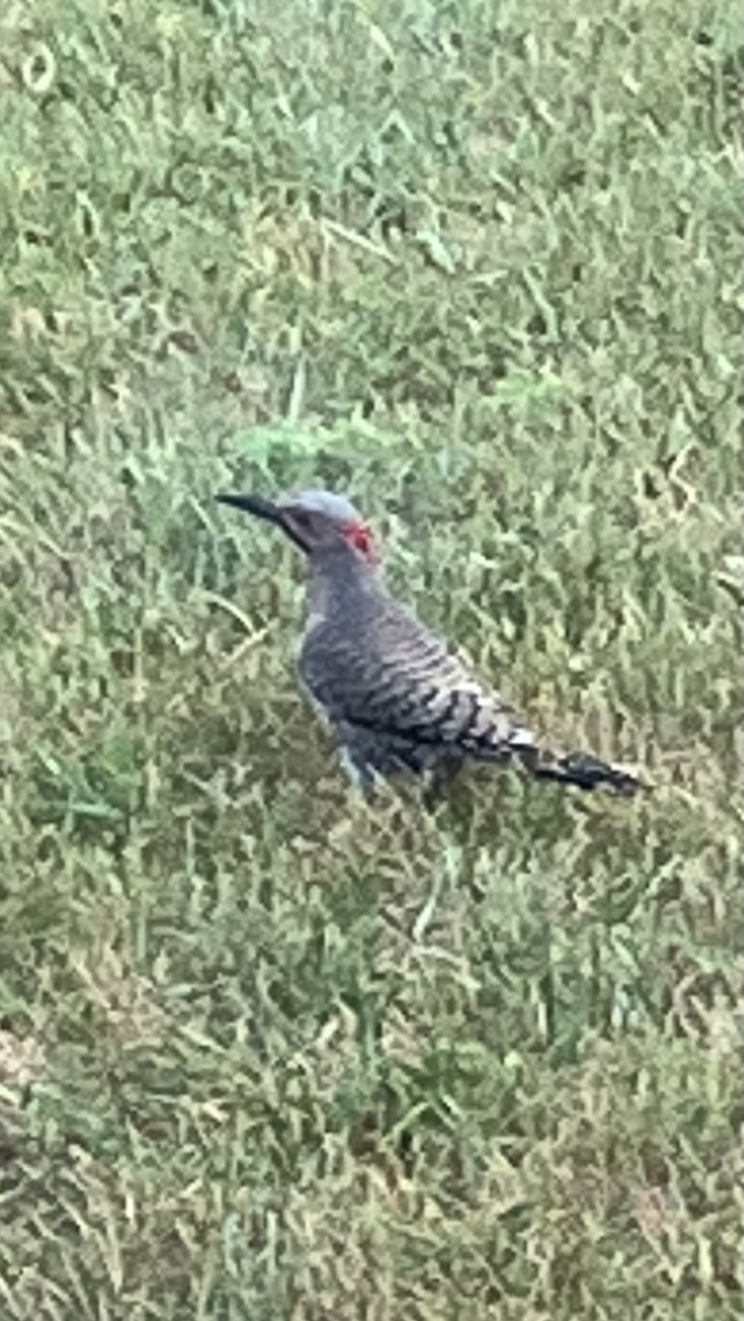 Northern Flicker - ML620667313