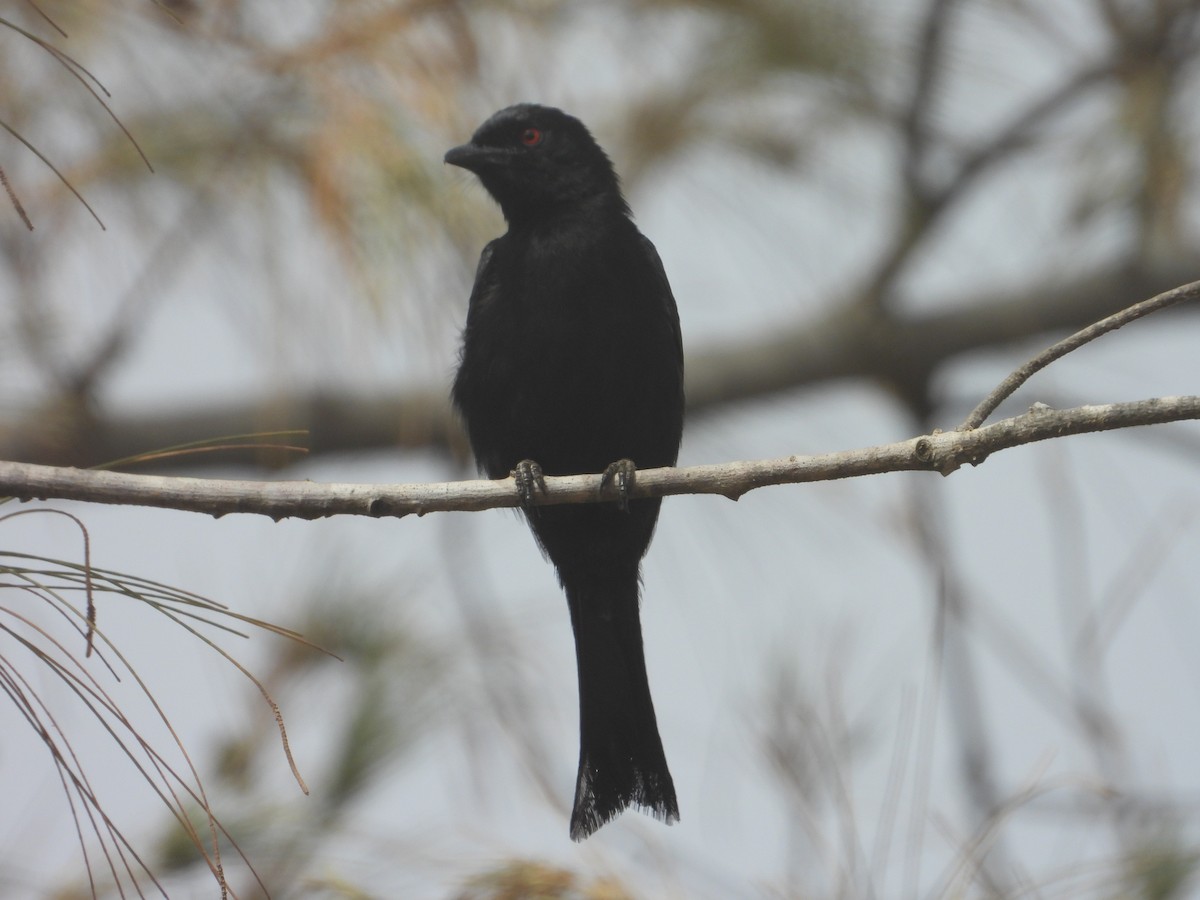 Çatal Kuyruklu Drongo - ML620667314