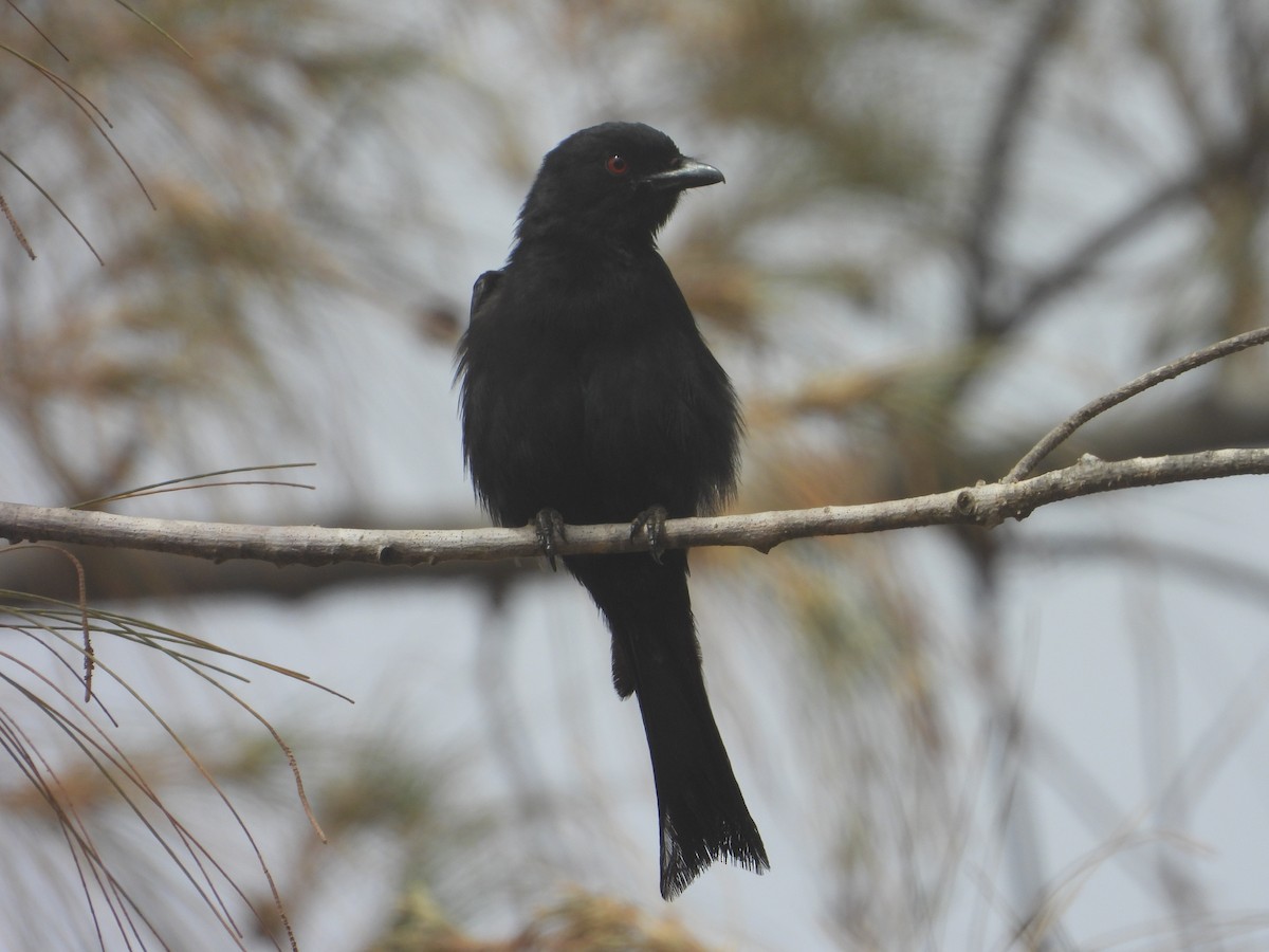 Fork-tailed Drongo - ML620667315