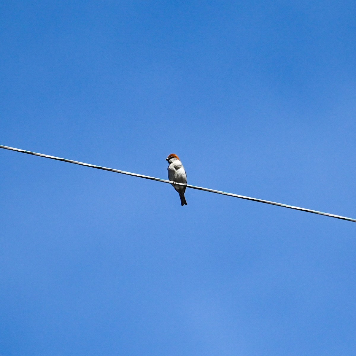 Russet Sparrow - ML620667318