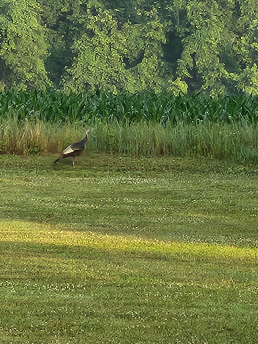 Wild Turkey - ML620667322