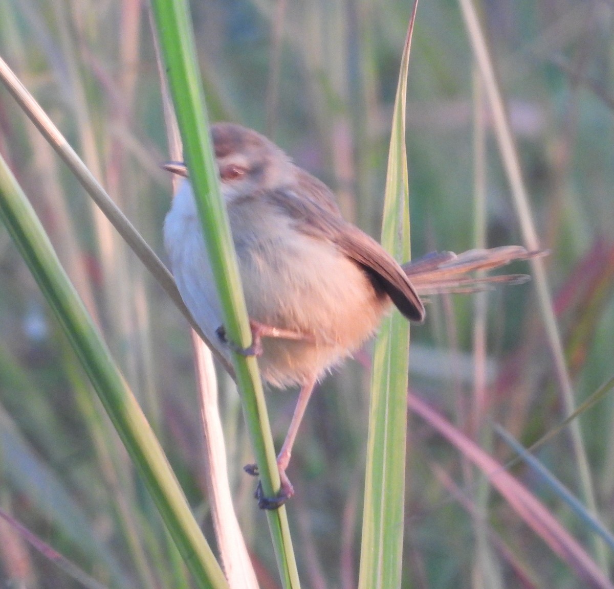 Tawny-flanked Prinia - ML620667324