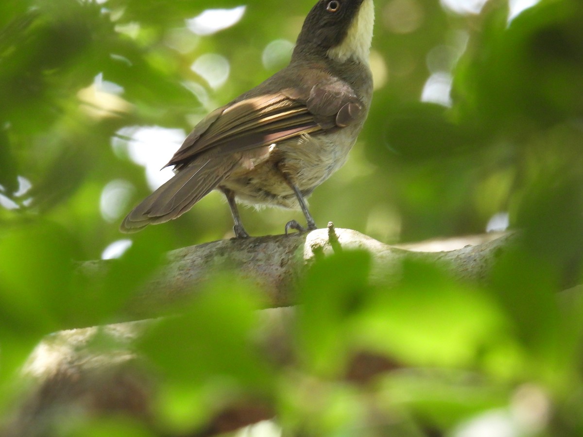 Bulbul à gorge claire (flavigula) - ML620667325