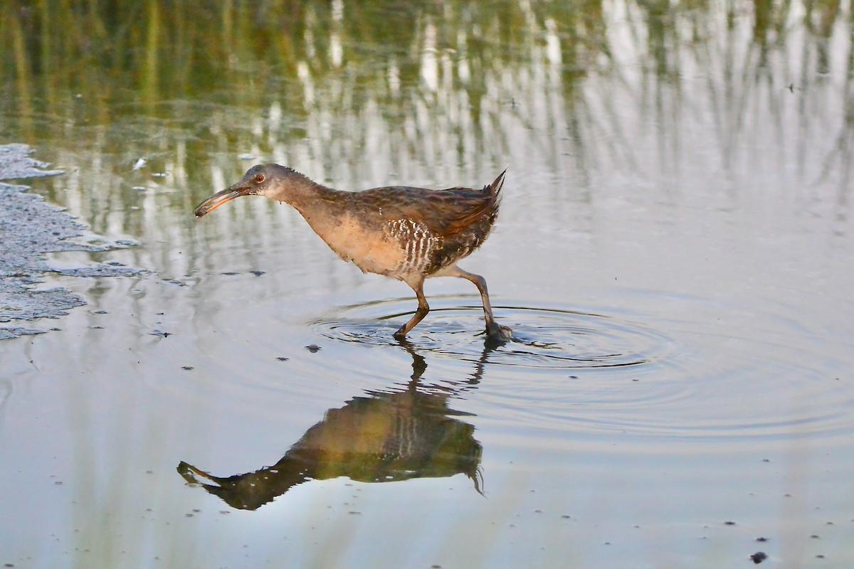 Clapper Rail - ML620667327