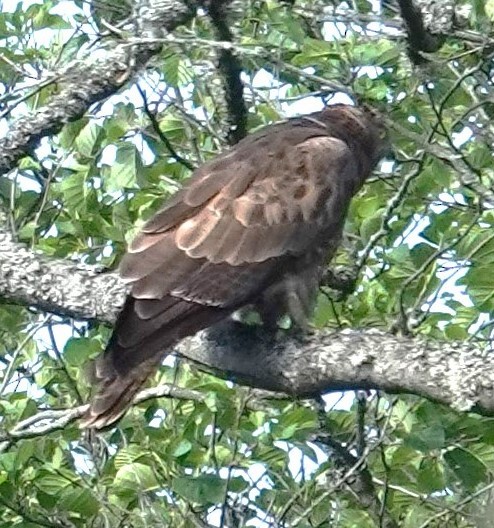 European Honey-buzzard - ML620667329