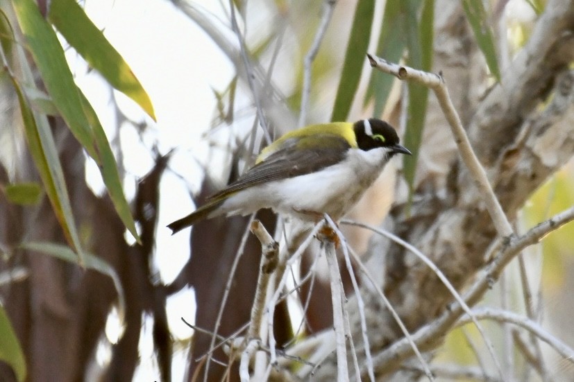 Black-chinned Honeyeater (Golden-backed) - ML620667330