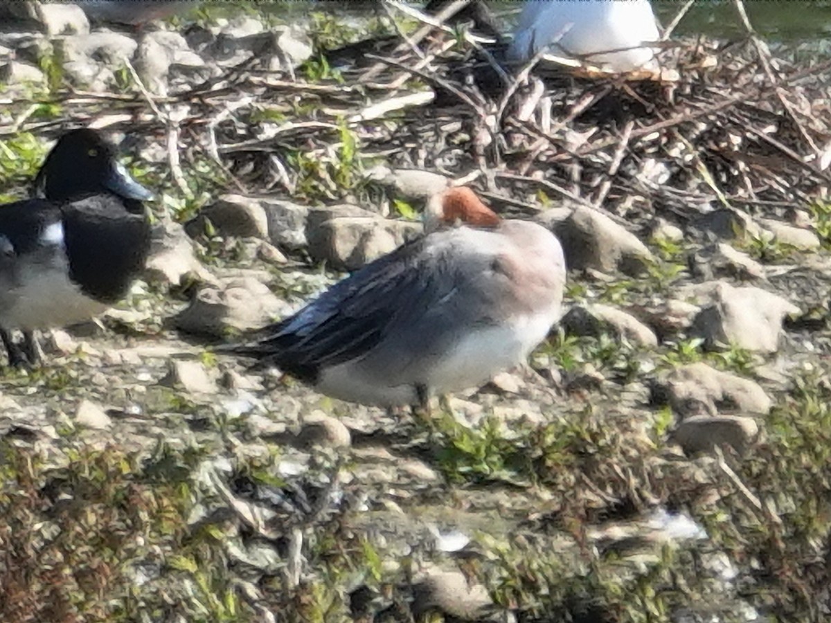 Eurasian Wigeon - ML620667335