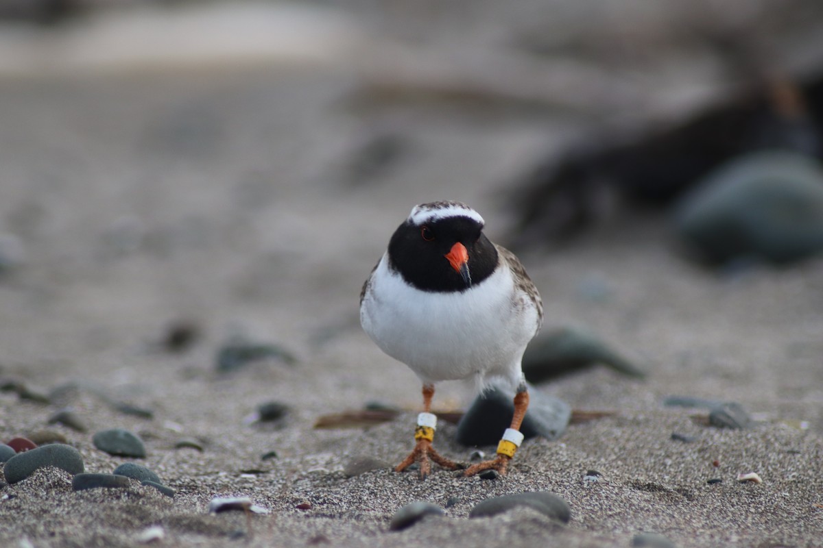 Shore Plover - ML620667336