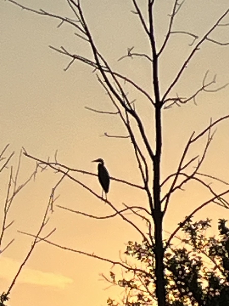 Great Blue Heron - ML620667346