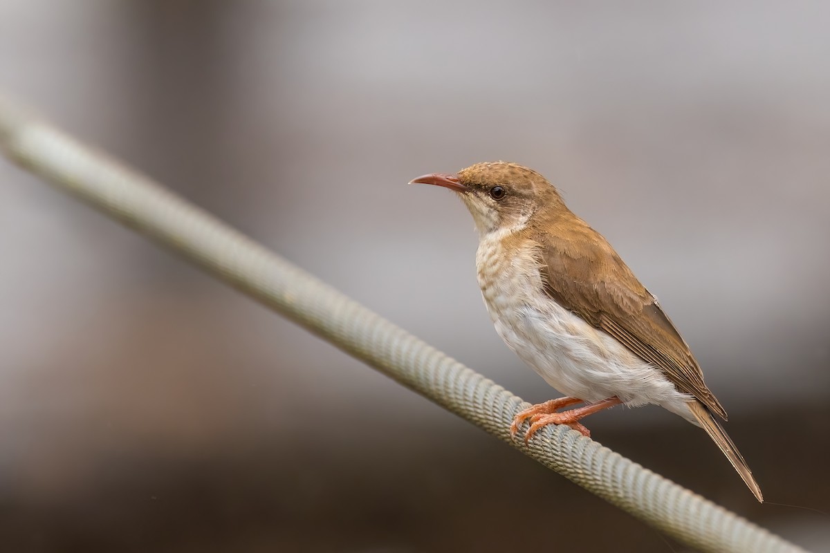 Brown-backed Honeyeater - ML620667348