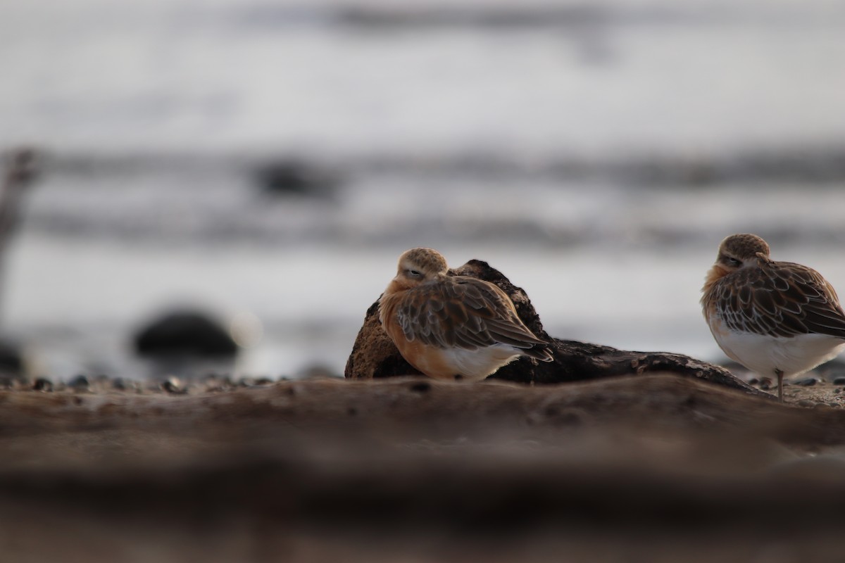 Red-breasted Dotterel - ML620667349