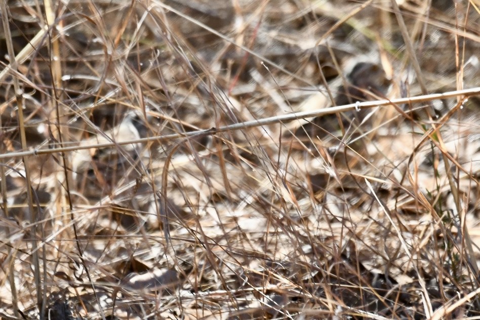 Chestnut-backed Buttonquail - ML620667350