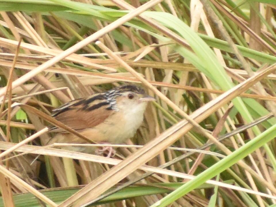 Indian Grassbird - ML620667351