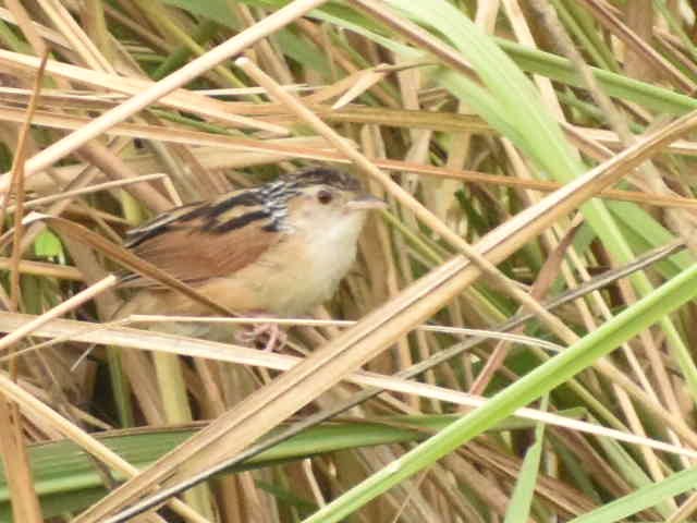 Indian Grassbird - ML620667352