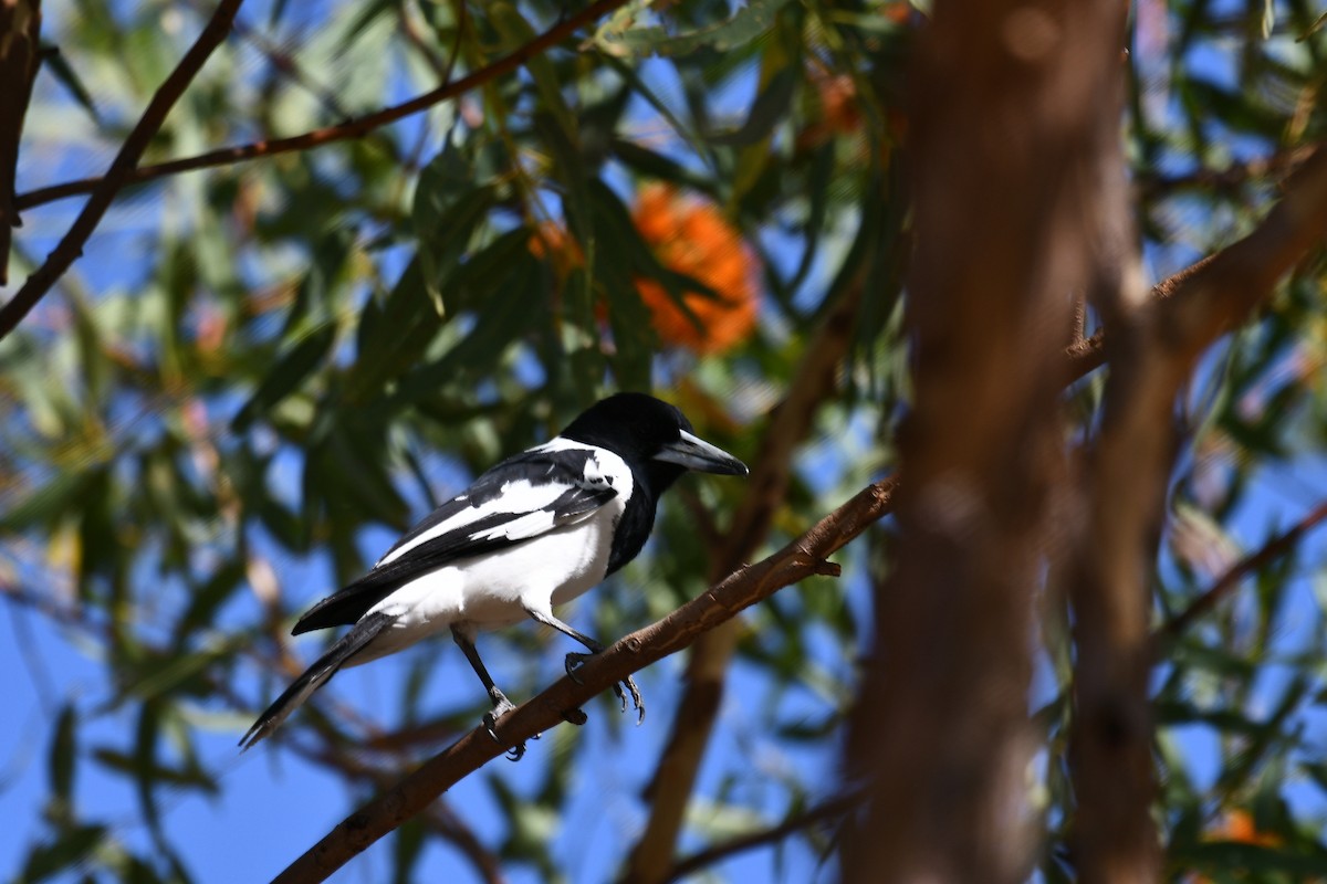 Pied Butcherbird - Russell Waugh