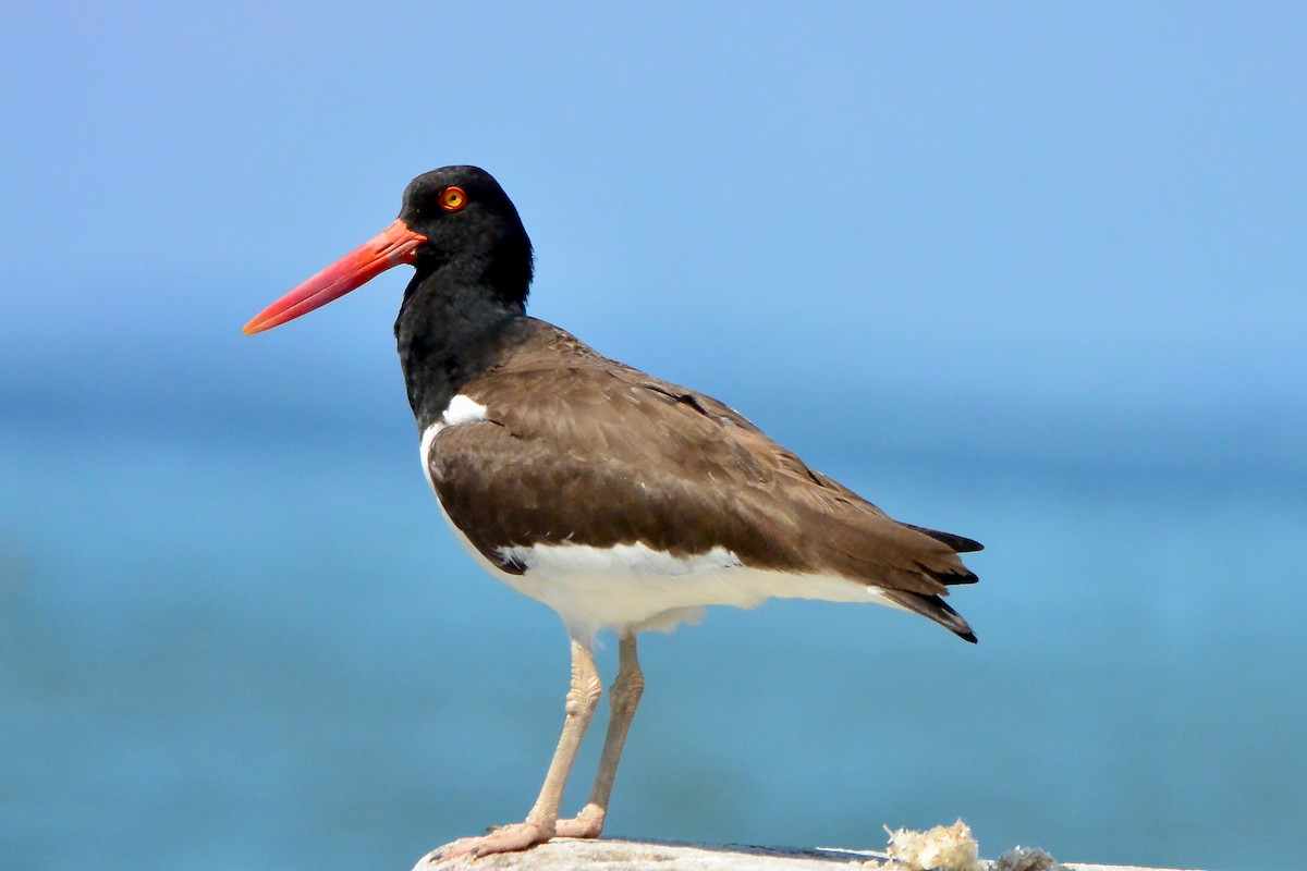 American Oystercatcher - Seth Honig