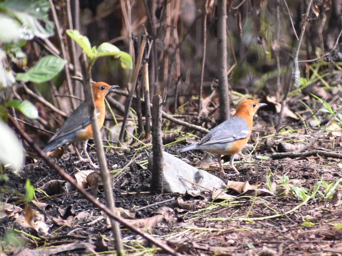 Orange-headed Thrush - ML620667361