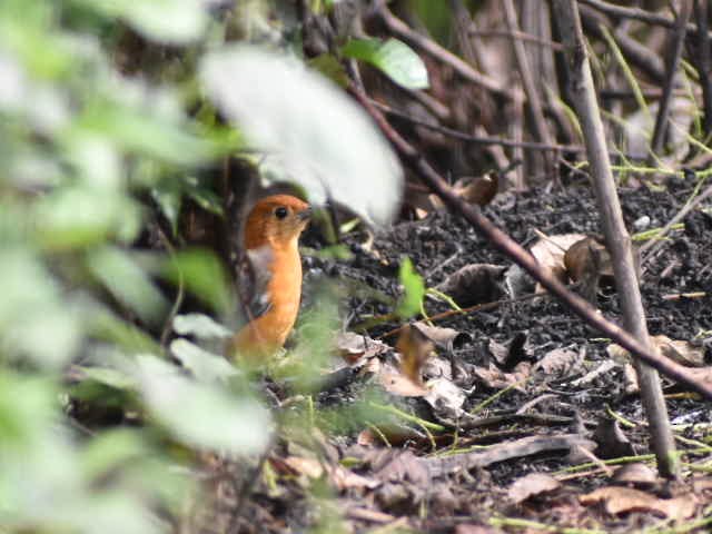 Orange-headed Thrush - ML620667362