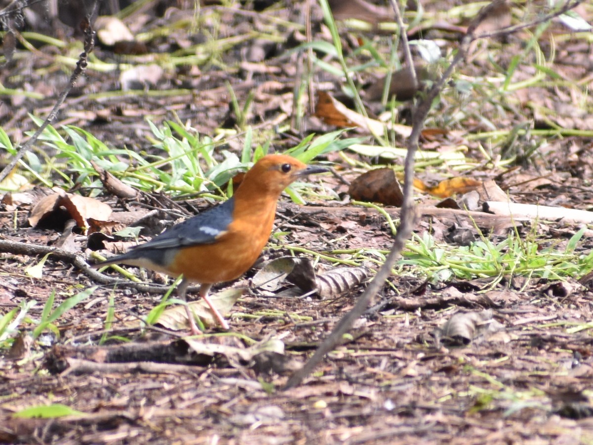 Orange-headed Thrush - ML620667363