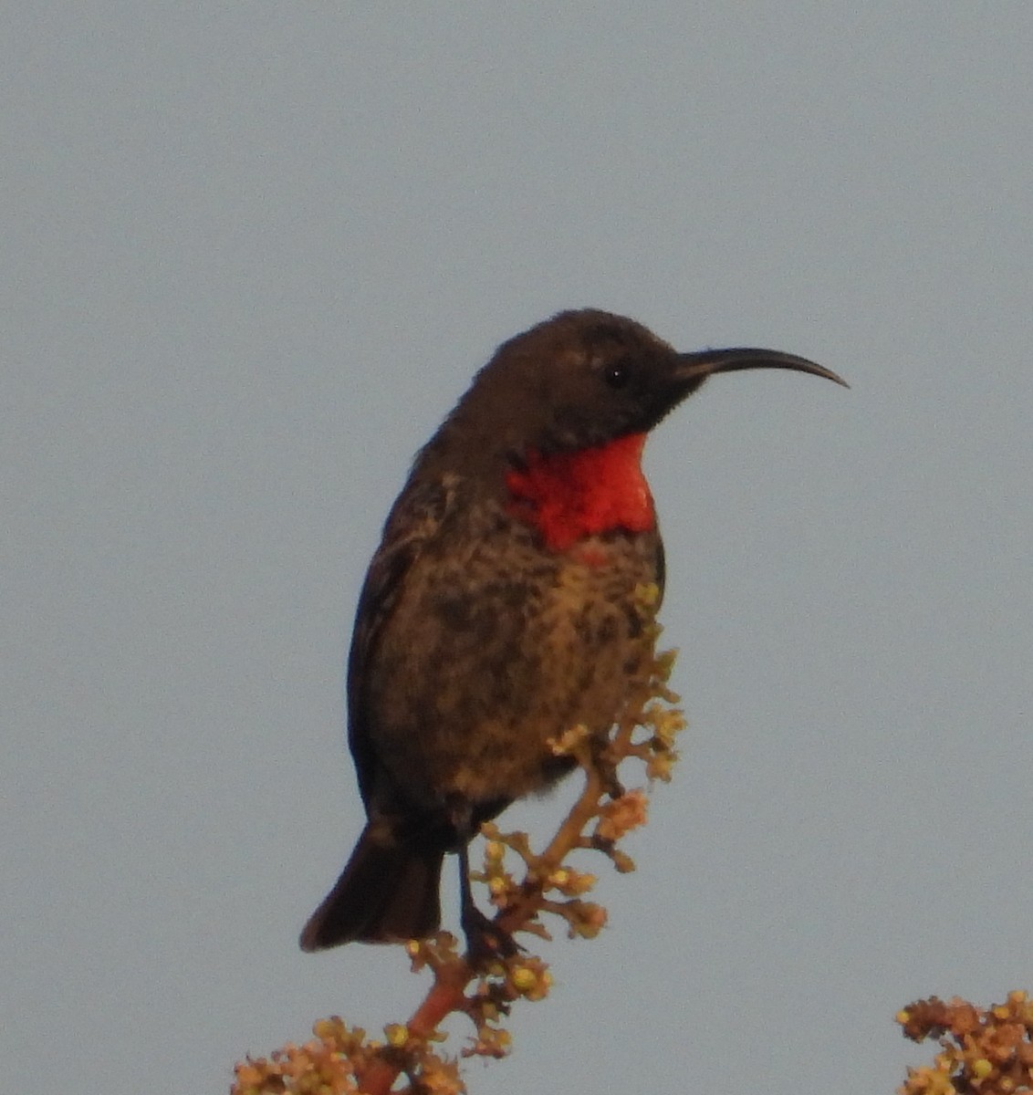 Scarlet-chested Sunbird - Rodney Macready