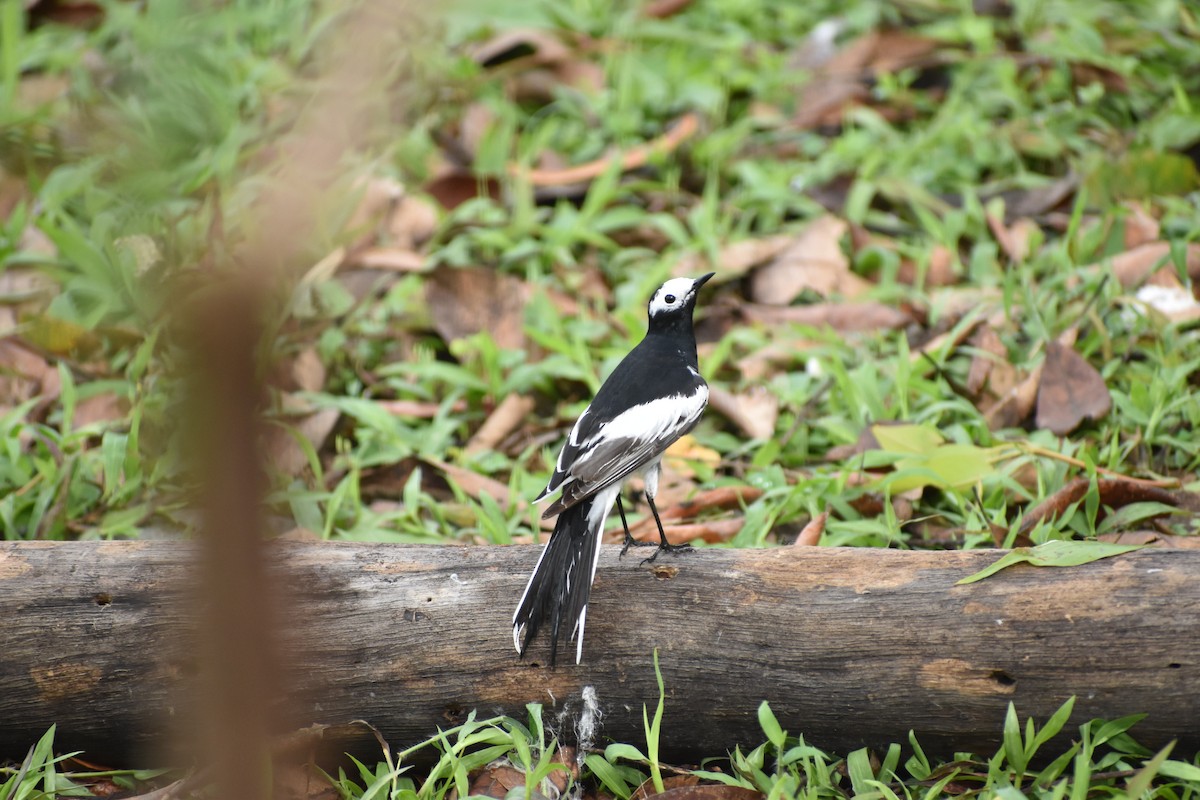 White Wagtail - ML620667374