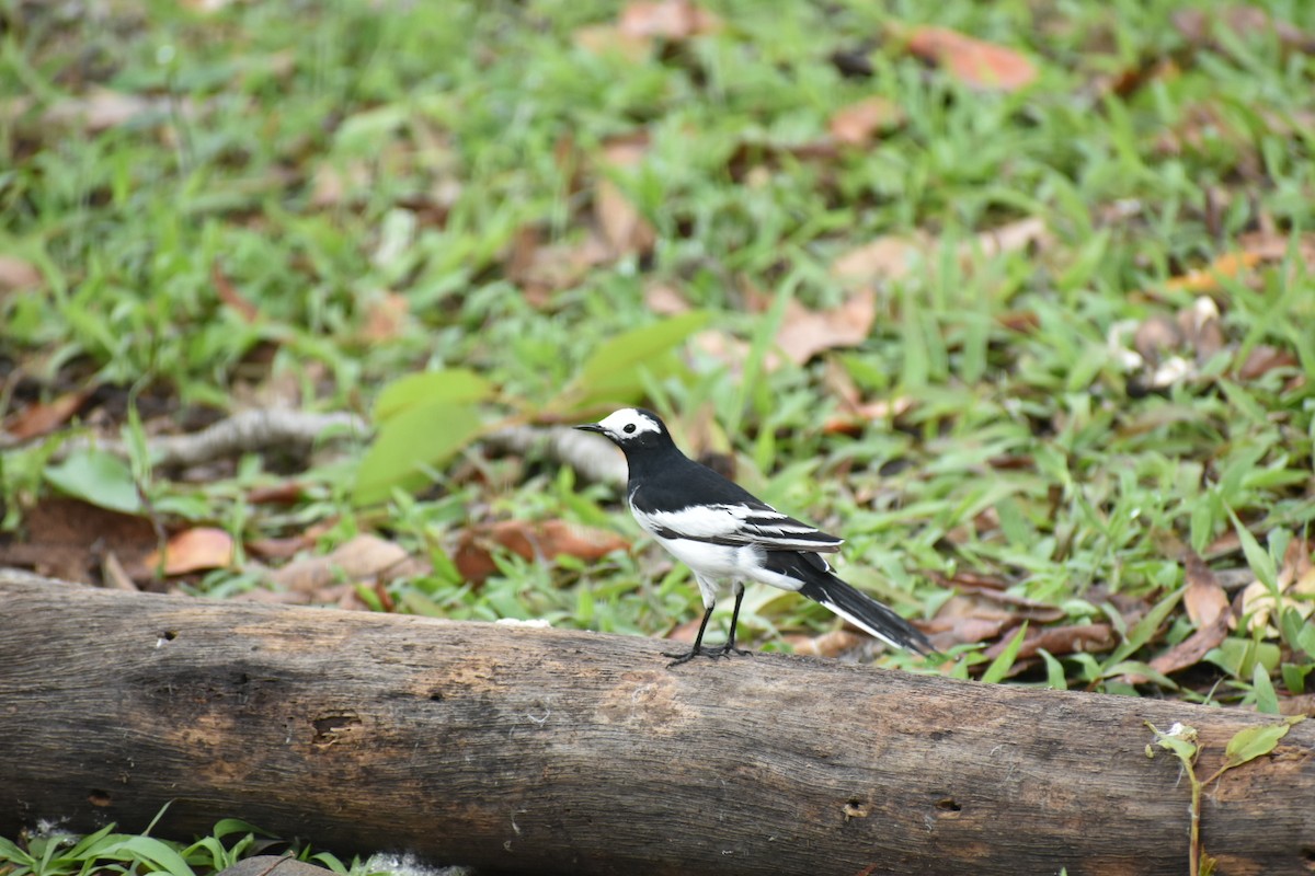 White Wagtail - Dilip Savalia