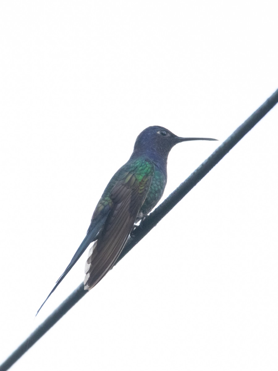 Swallow-tailed Hummingbird - ML620667377