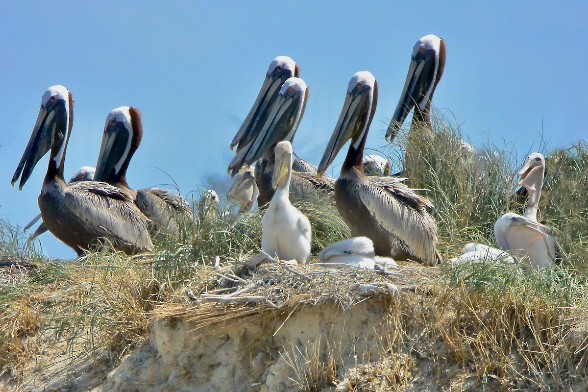 Brown Pelican - ML620667378