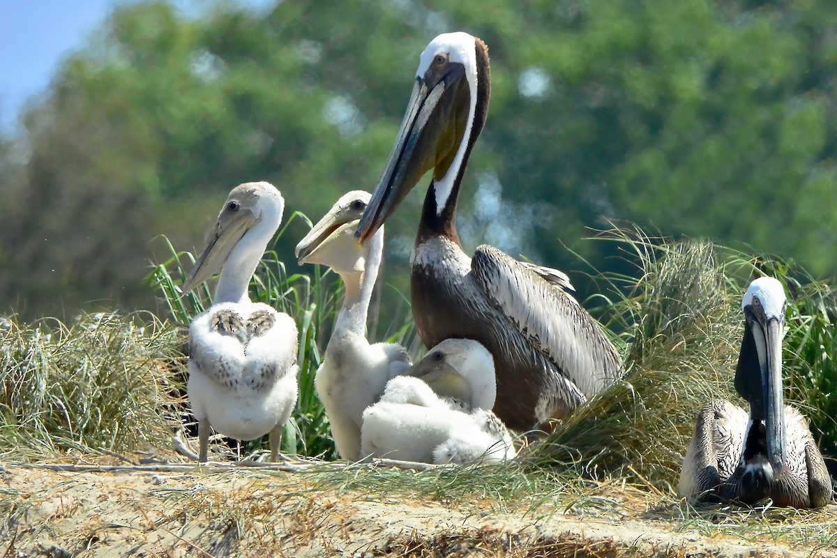 Brown Pelican - ML620667379