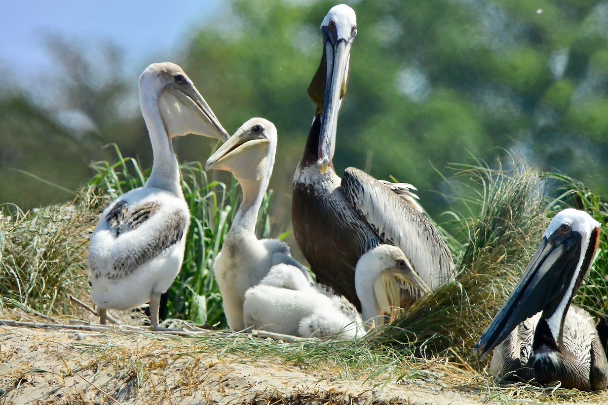 Brown Pelican - ML620667381