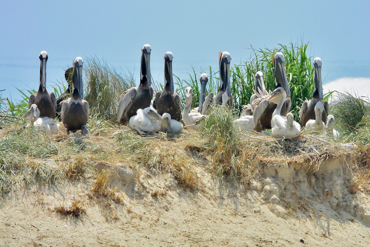 Brown Pelican - ML620667382